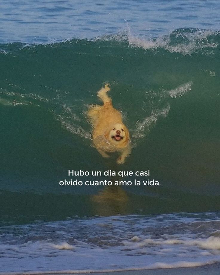 Foto Novedades